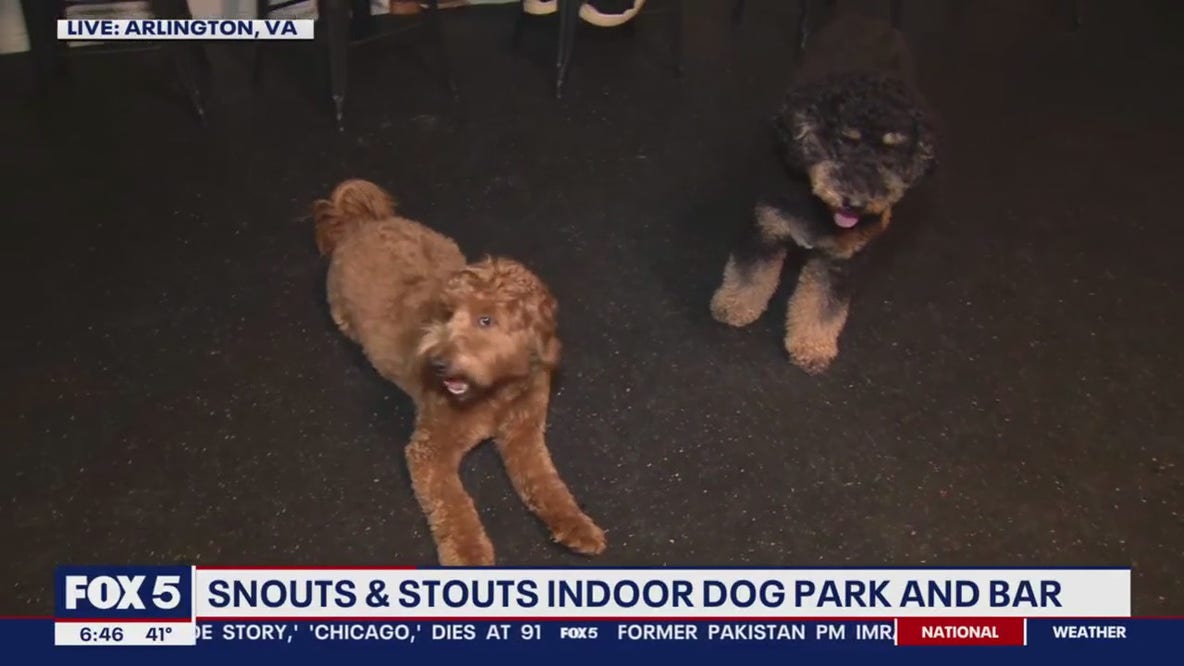 Exploring Snouts & Stouts Indoor Dog Park and Bar in Arlington